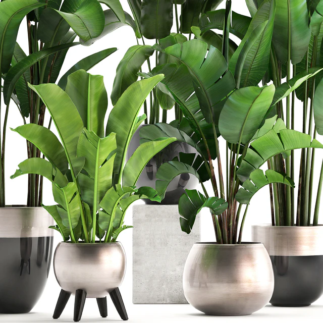 Plant collection 308. Strelitzia, banana, Ravenala, pot, flowerpot, indoor plants, luxury, Strelitzia, luxury pot, decor, bushes, thickets — Descargar