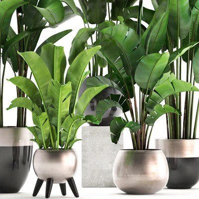 Plant collection 308. Strelitzia, banana, Ravenala, pot, flowerpot, indoor plants, luxury, Strelitzia, luxury pot, decor, bushes, thickets — Ver 2