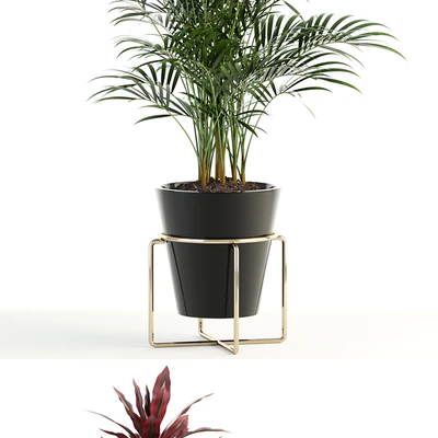 Plants collection 89 — Вид 3