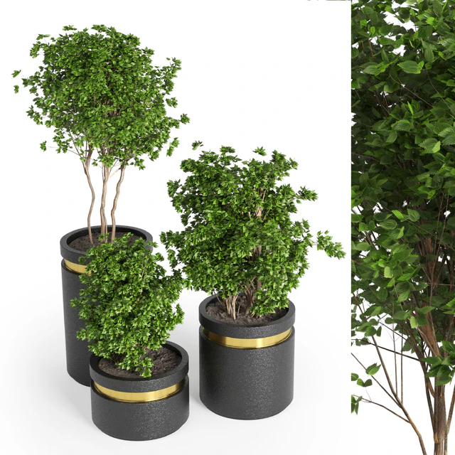 indoor plant 05 — Descargar