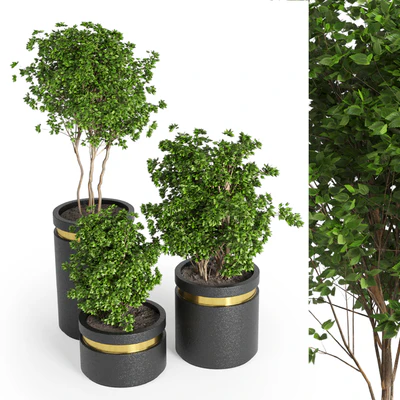 indoor plant 05 — Ver 2