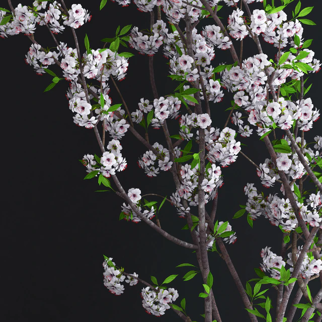 Cherry White Blossom — Скачать