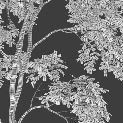 Green Ash (Fraxinus pennsylvanica)  3 — Ver 2