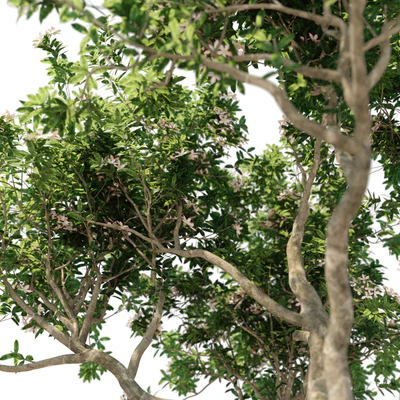 Magnolia Tree — Вид 2