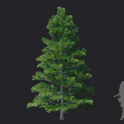 ternstroemia gymnanthera 002 — download