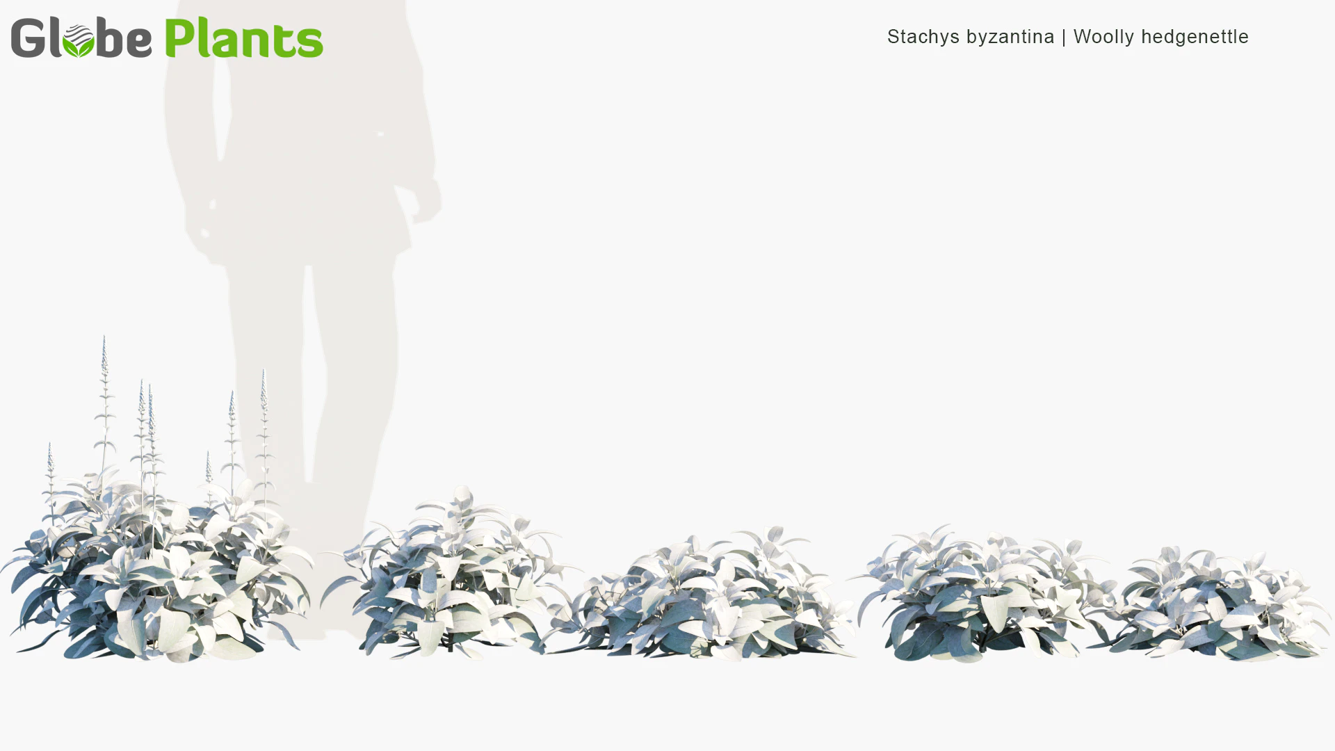 stachys byzantina — Download