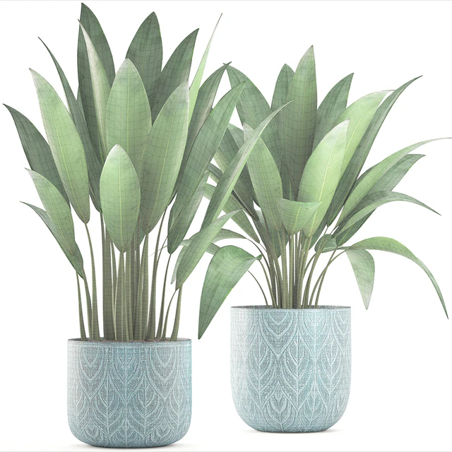 Strelitzia in a pot. Bush, flowerpot, pot, Scandinavian, banana, indoor, interior plants — Descargar