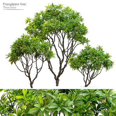 Frangipani tree — descargar