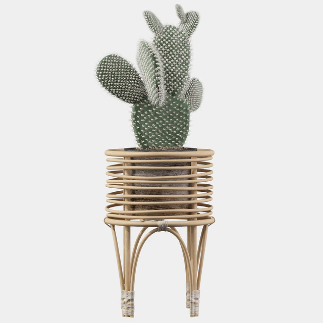 Plants collection 049 - Opuntia microdasys 04 — Скачать
