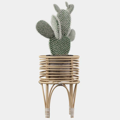 Plants collection 049 - Opuntia microdasys 04 — Вид 3