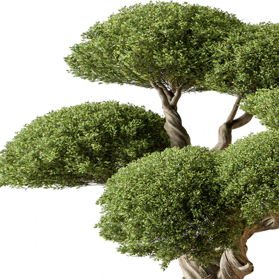 Indoor Plant 639 -Bonsai — Ver 2