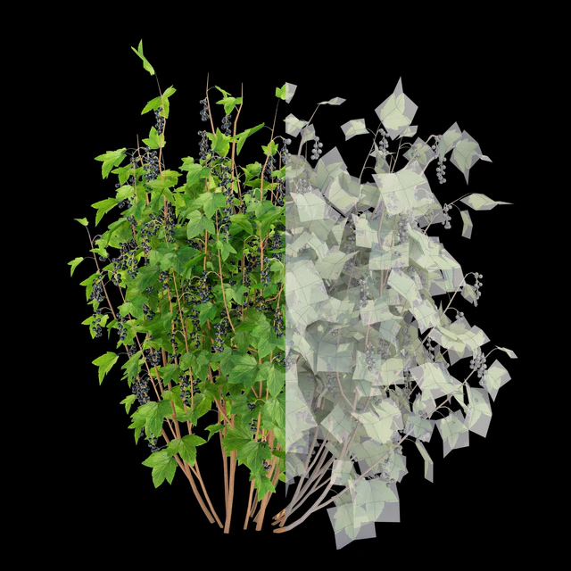 Currant bushes | Currant — Descargar