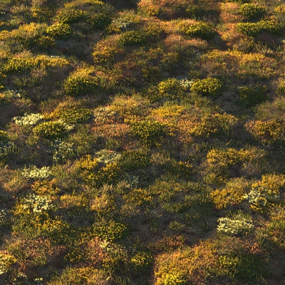 Forest grass — Вид 2