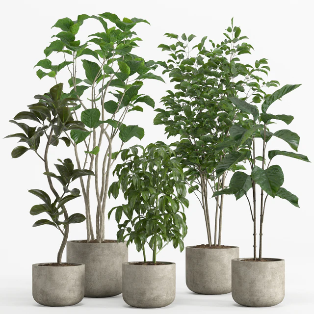 indoor plant set 017 — Скачать