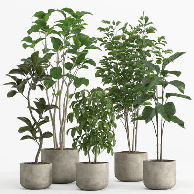 indoor plant set 017 — Вид 1