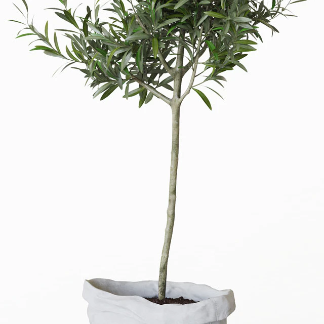 Olive tree in bag — Descargar