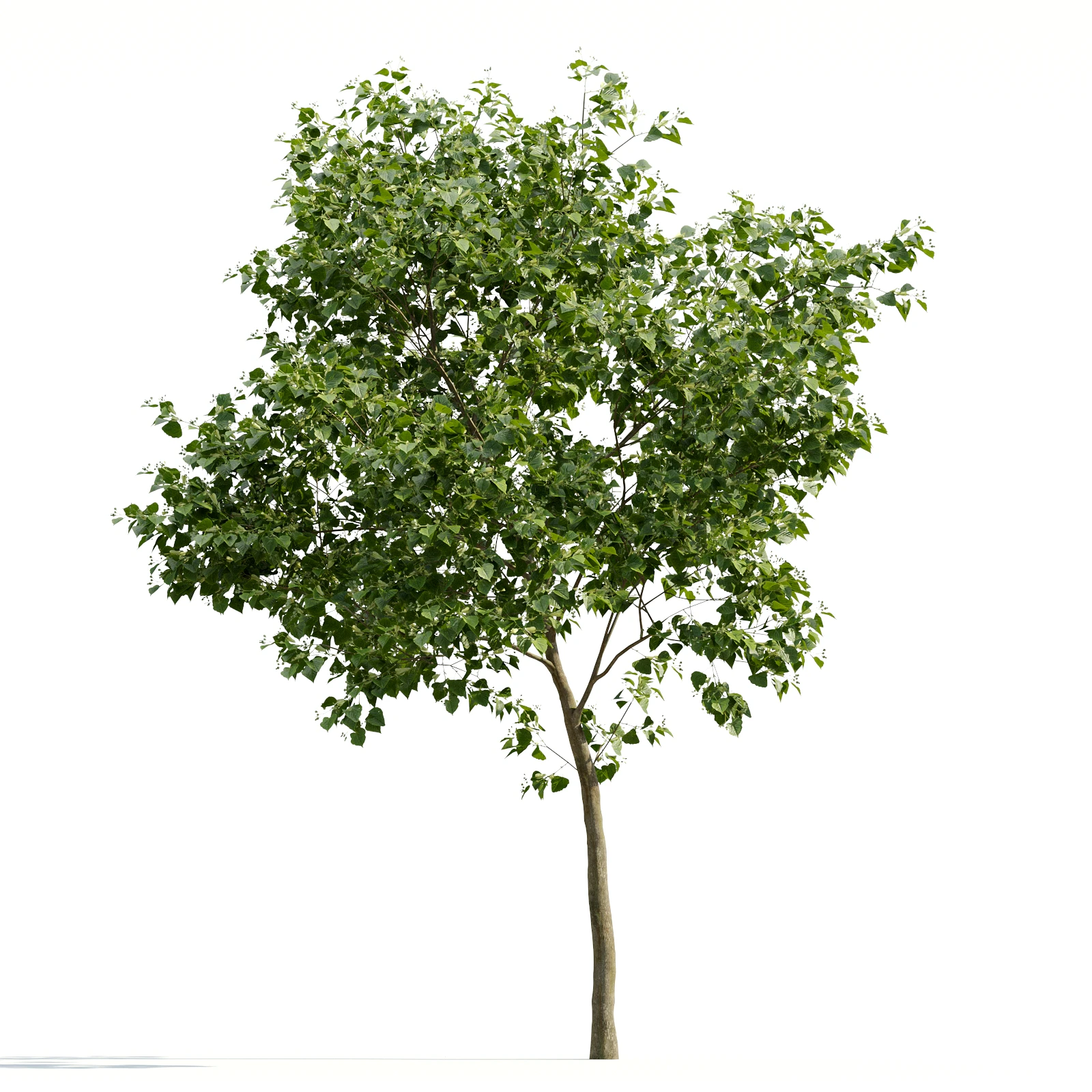 trees and barks 018 — Descargar