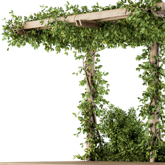 Ivy Plants on Pergola — Descargar