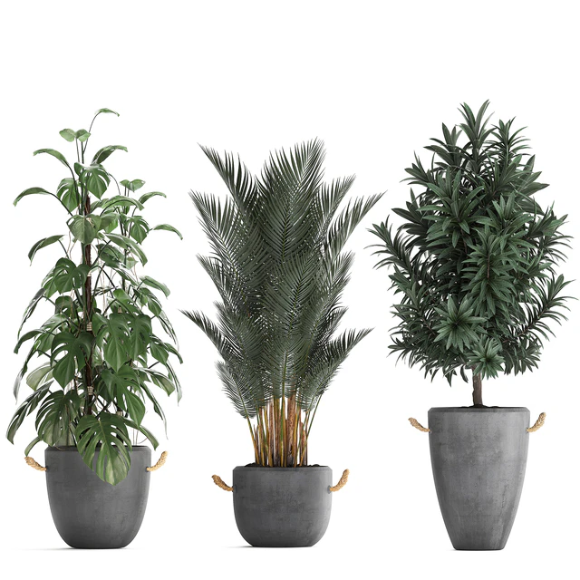 Plant Collection 413. palm, bamboo, rapis, monstera, concrete pot, flowerpot, indoor plants, Raphis Palm — Descargar