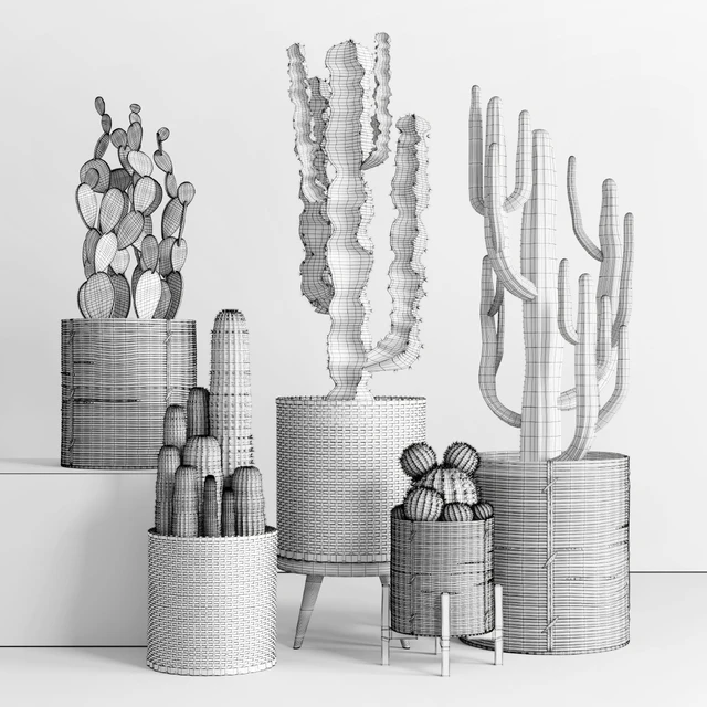 Cactus in basket — Descargar