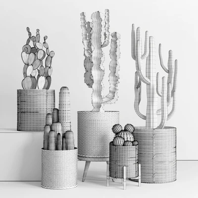 Cactus in basket — Ver 2