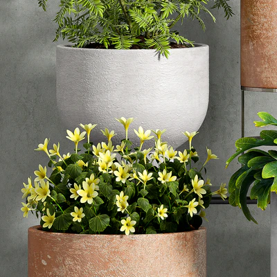 PLANT SET -81 — Ver 3