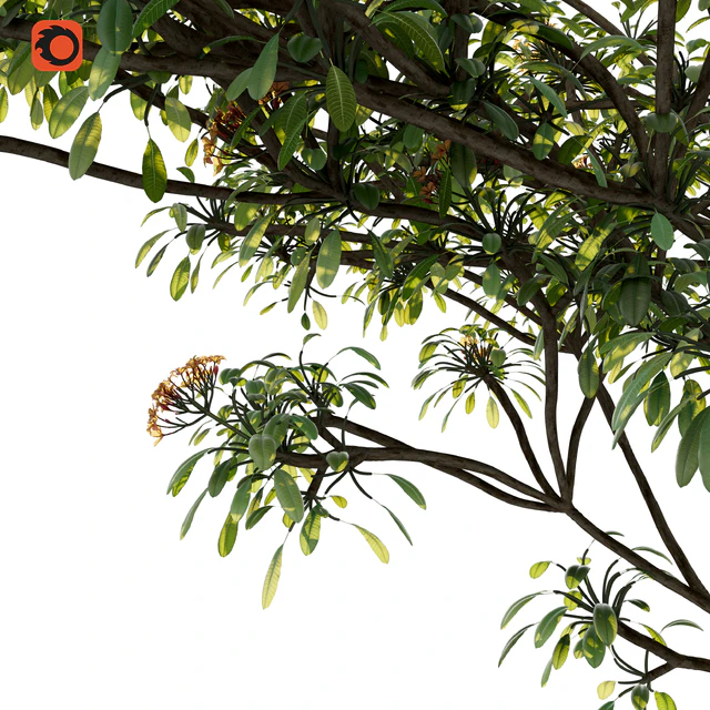 Plumeria tree — Скачать