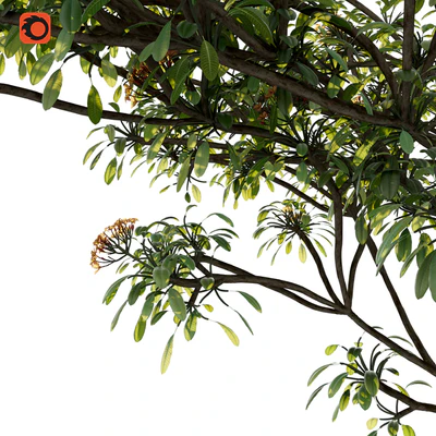 Plumeria tree — Вид 3