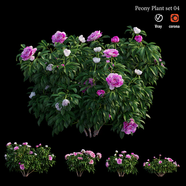 Peony plant set 04 — Descargar