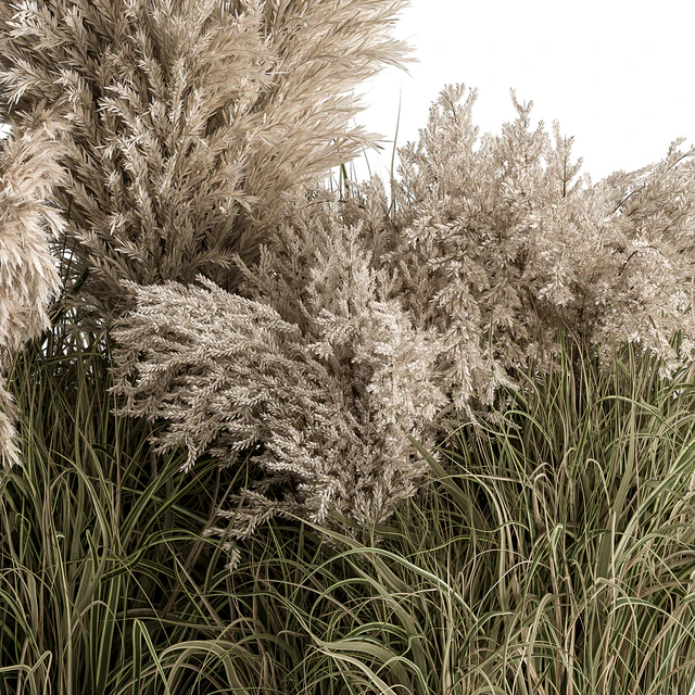 Mixed Pampas Plant Bush Set 95 — Descargar