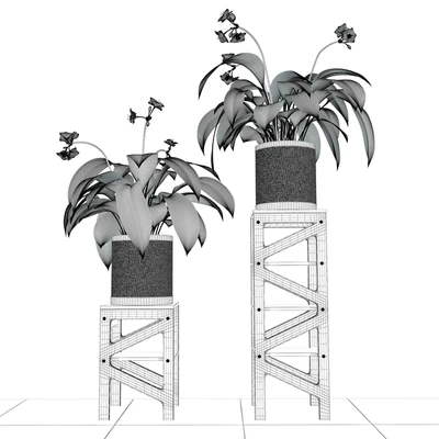Eucharis plant 3 — Вид 2