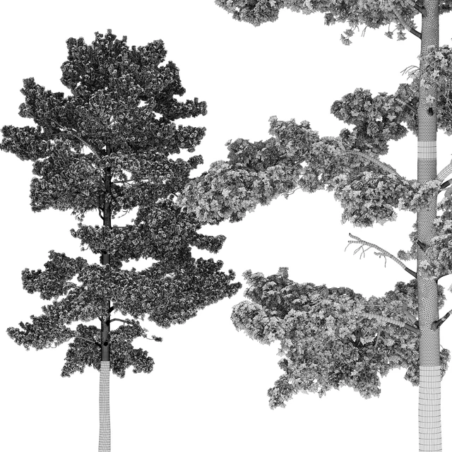 Pine — Descargar