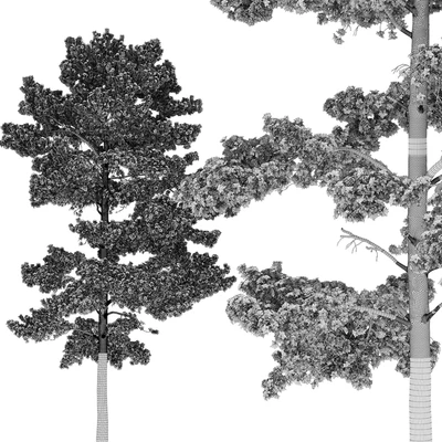 Pine — Ver 2