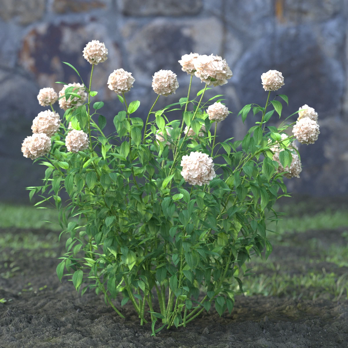 garden flowers 059 — Descargar