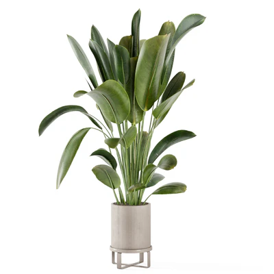 Indoor Plants in Ferm Living Bau Pot Large - Set 378 — Ver 3