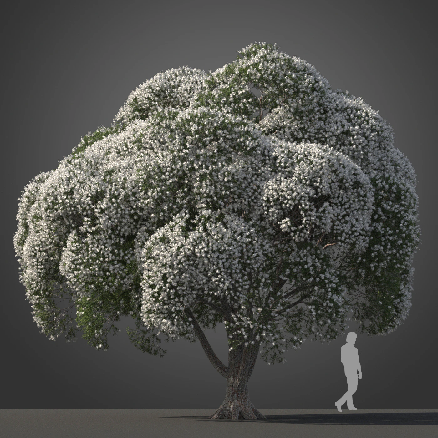 subtropical trees 010 — Descargar