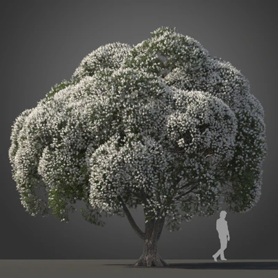subtropical trees 010 — Descargar