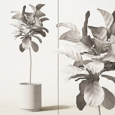 ficus lyrata — Ver 2