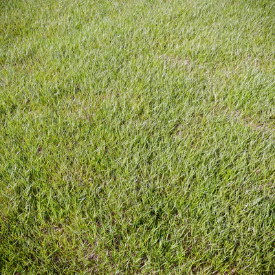 Grass for landscaping — Вид 1