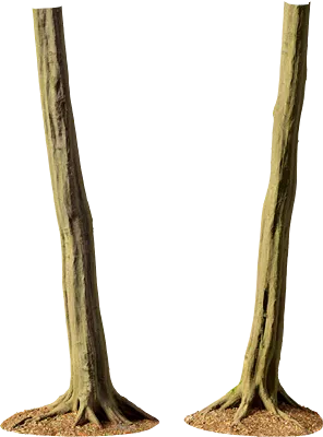 hornbeam tree trunk 004 — Скачать