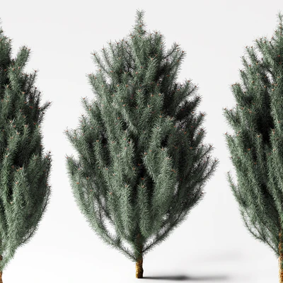 blue Pine — Ver 1