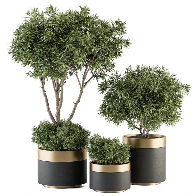 indoor Plant Set 361- Tree and Plant Set in pot — Скачать