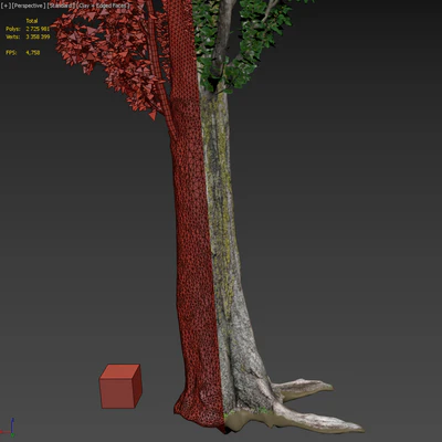 Тополь черный / Poplar / Populus nigra #3 — Вид 2