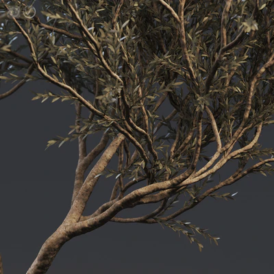 Plant set 02 - European olive — Вид 2