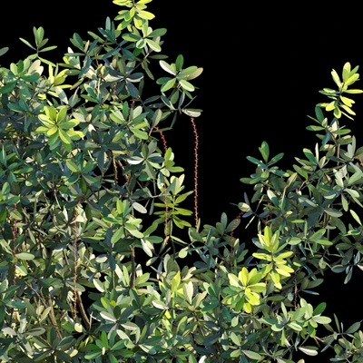 Barringtonia acutangula var 1 — Вид 2