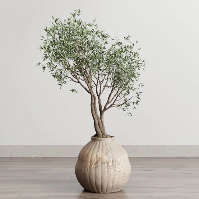 Olive tree in an old earthenware vase indoor collection 182 — Скачать