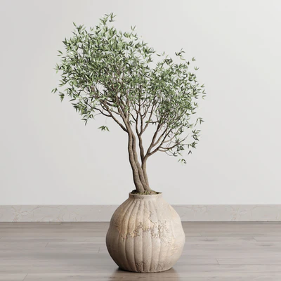 Olive tree in an old earthenware vase indoor collection 182 — Вид 3