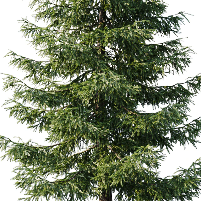 Spruce (12,5m and 9,5m) — Descargar