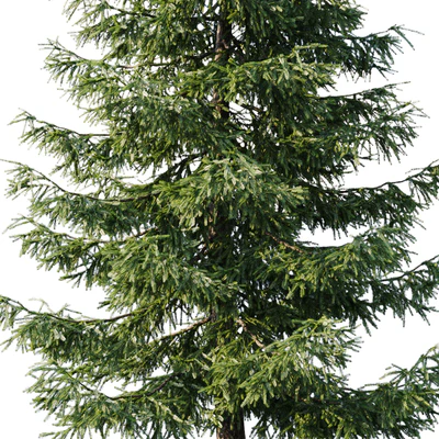Spruce (12,5m and 9,5m) — Ver 2