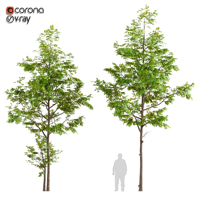 Two ash tree — Descargar